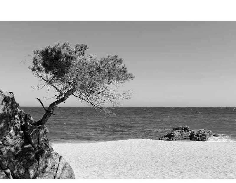 Ein einzelner Baum steht an einem felsigen Strand mit Blick auf das Meer, in einem Schwarz-Weiß-Foto