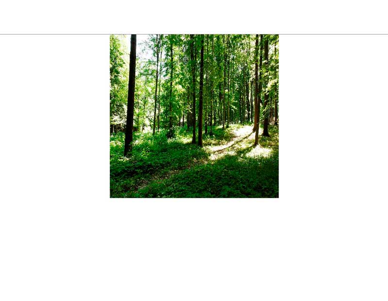 Sonniger Waldweg im Sommer Ein sonnendurchfluteter Pfad führt durch einen grünen Sommerwald, umgeben von hohen Bäumen.