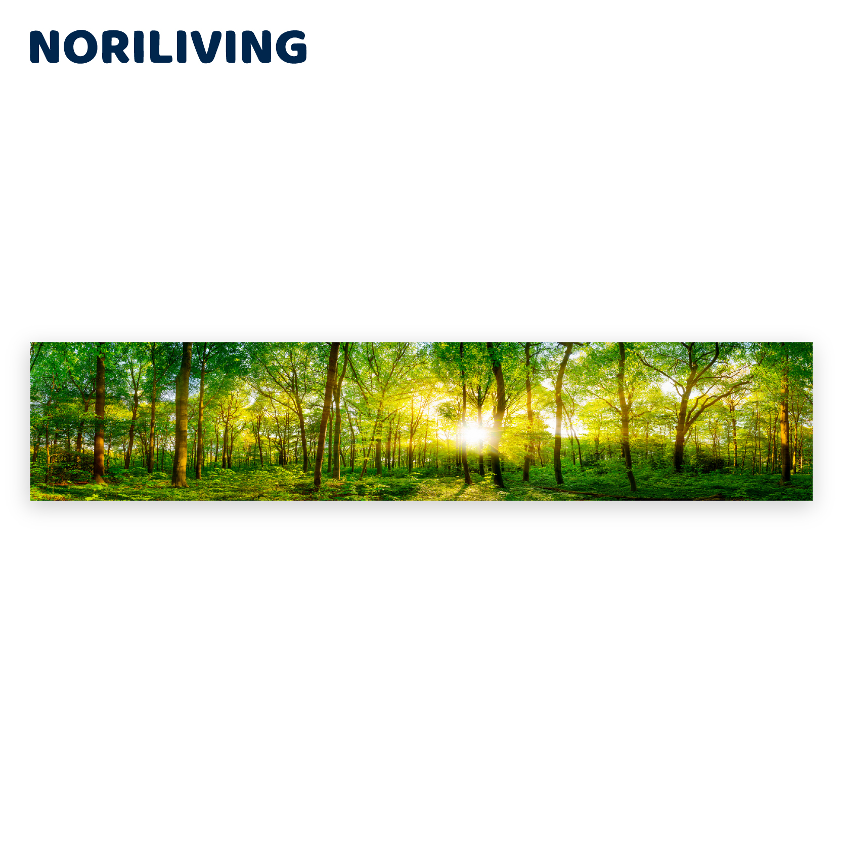 Breites Panorama von einem Wald bei Sonnenlicht, lebendige grüne Blätter und Bäume