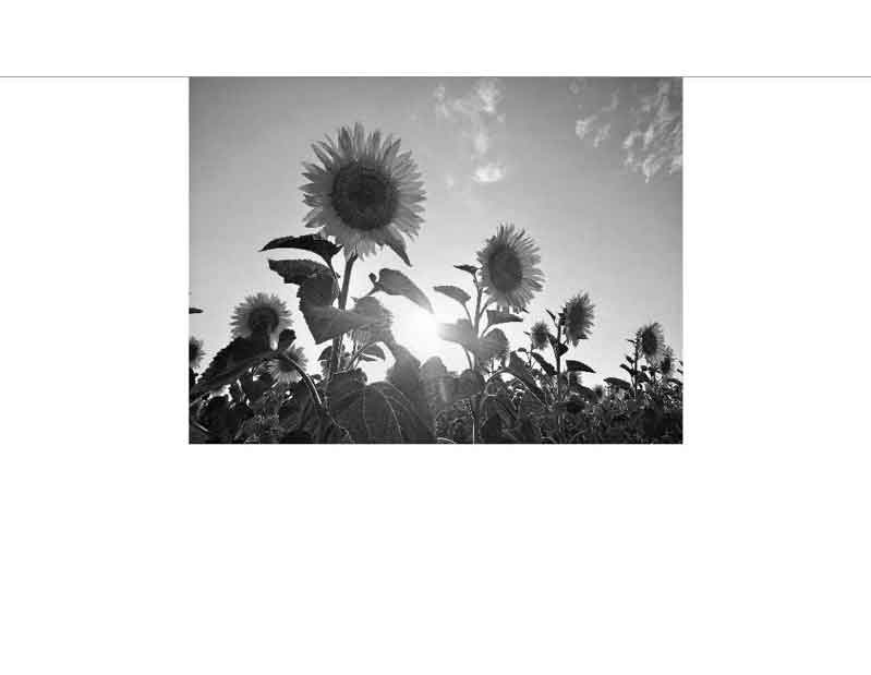 Sonnenblumenfeld in Schwarz-Weiß mit Sonnenstrahlen im Hintergrund