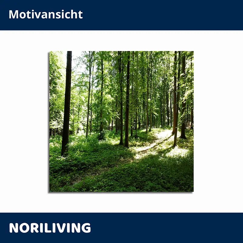 Waldpfad durch grünen Buchenwald, Sonnenlicht