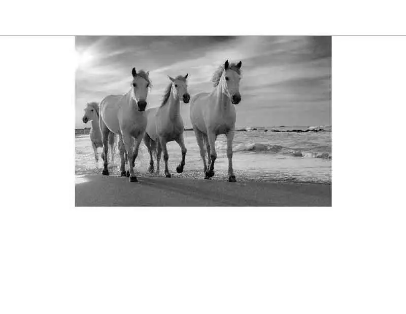 Schwarz-weiß-Foto von vier weißen Pferden, die am Strand entlanglaufen, mit Wellen im Hintergrund