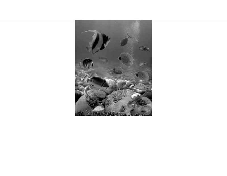 Unterwasserwelt mit Korallen und Fischen im Meer Schwarzweißfoto von verschiedenen Fischen und Korallen unter Wasser