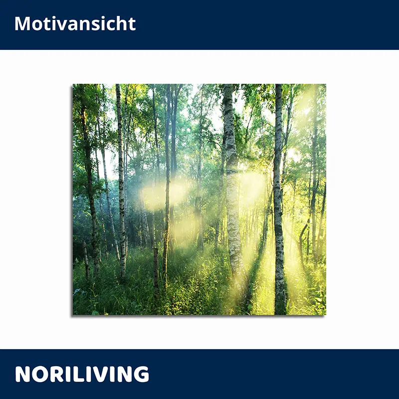 Sonnenlicht strahlt durch Birken im grünen Wald