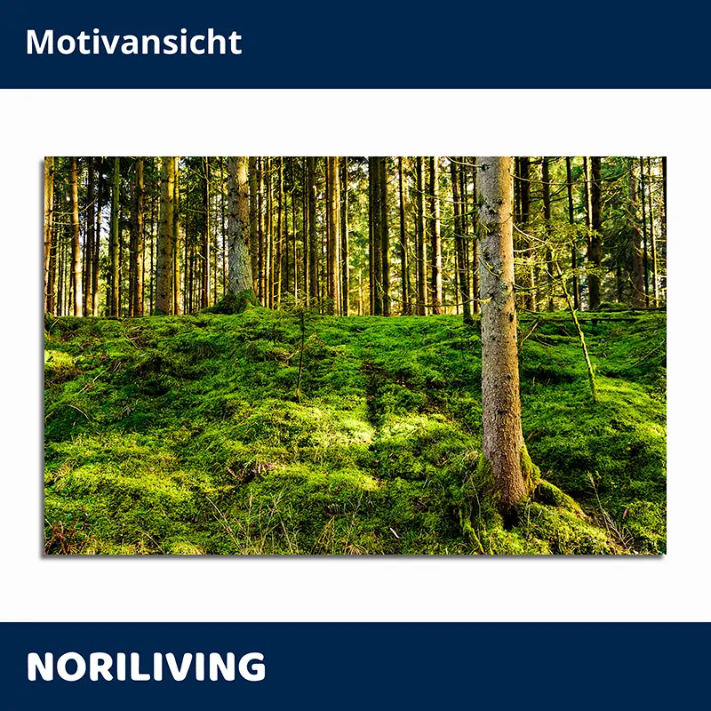 Lichtdurchfluteter Nadelwald mit dichtem Moos