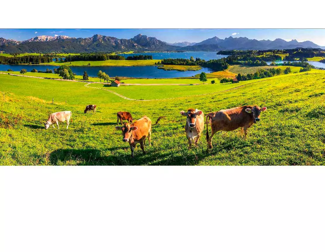 Vier Kühe grasen auf einer saftig grünen Wiese mit einem See und den Alpen im Hintergrund an einem sonnigen Tag