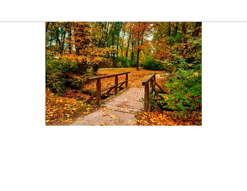 Kleine Holzbrücke im Herbstwald Eine kleine Holzbrücke führt über einen Weg in einem herbstlichen Wald mit buntem Laub.