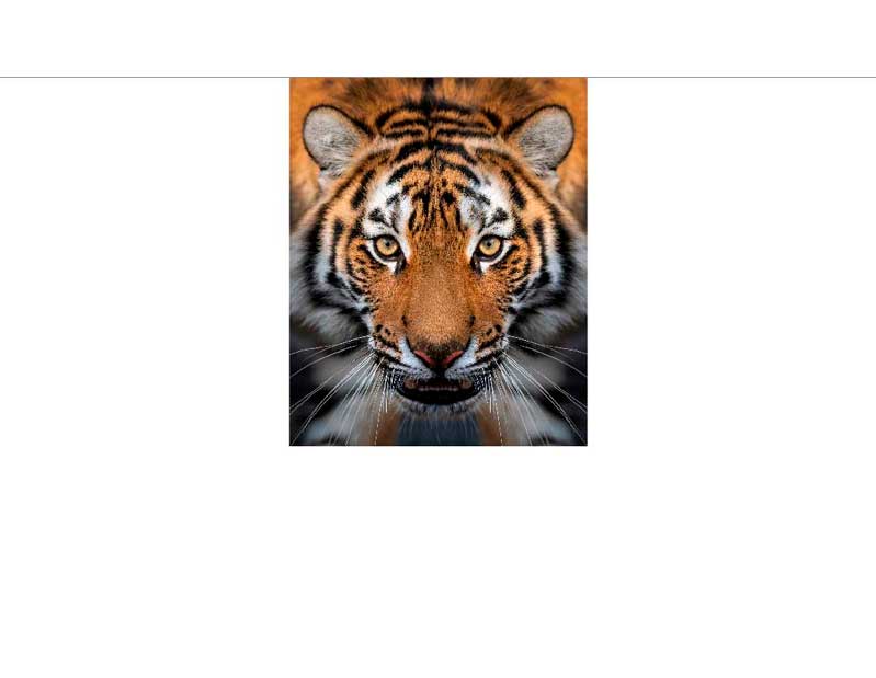 Nahaufnahme eines majestätischen Tigers Nahaufnahme eines Tigers mit intensiven Augen und markanten Streifen im Fell