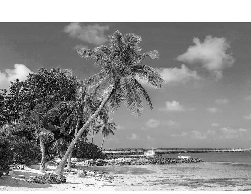 Schwarz-weiß Foto eines tropischen Strandes mit Palmen und ruhigem Meer