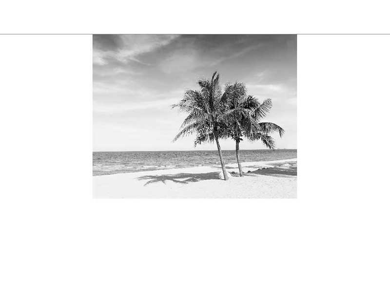 Schwarz-Weiß-Foto von Palmen am Sandstrand mit Meer