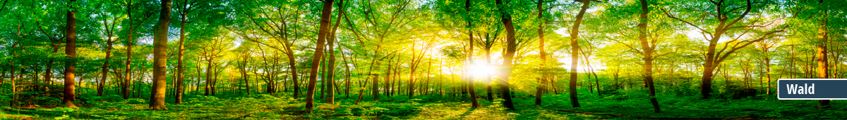Sonnenstrahlen durch einen grünen Wald am Morgen Ein schöner, grüner Wald mit Sonnenstrahlen, die durch die Bäume scheinen, und saftigem Unterholz