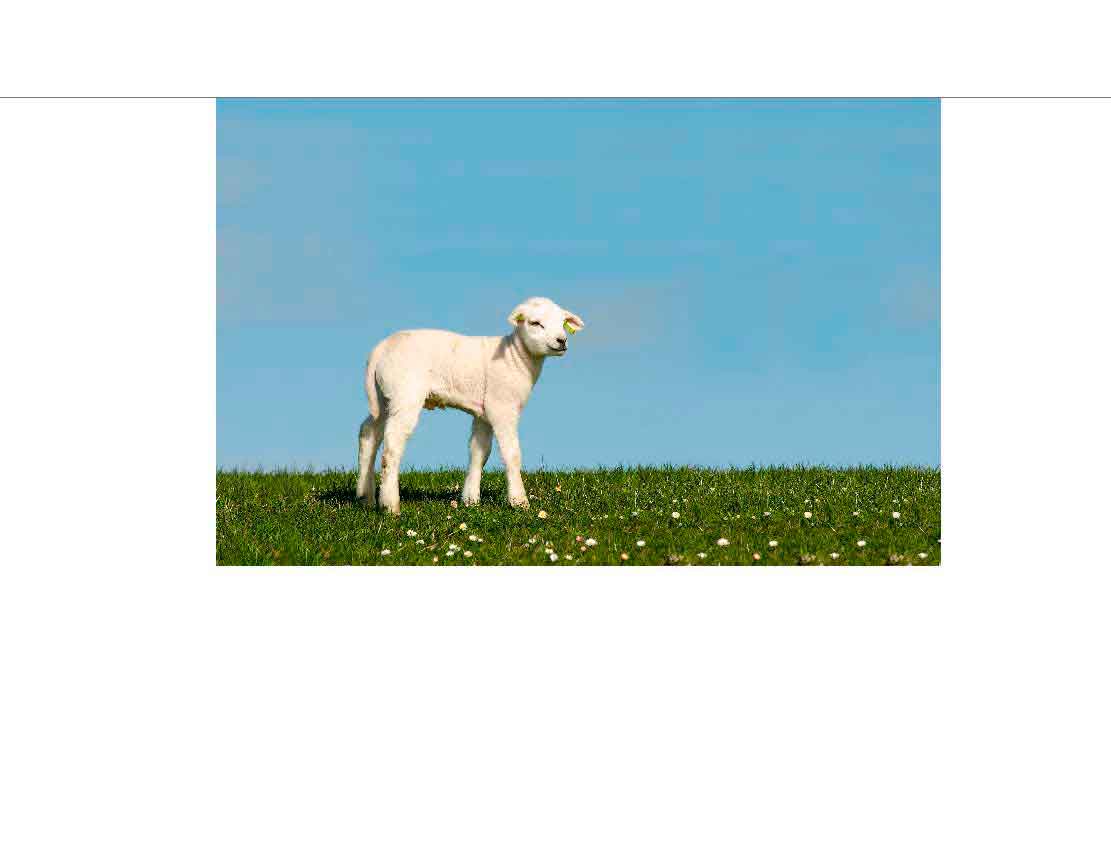 Junges Lamm auf einer grünen Wiese unter blauem Himmel Ein weißes Lamm steht auf einer blühenden Wiese mit blauem Himmel im Hintergrund