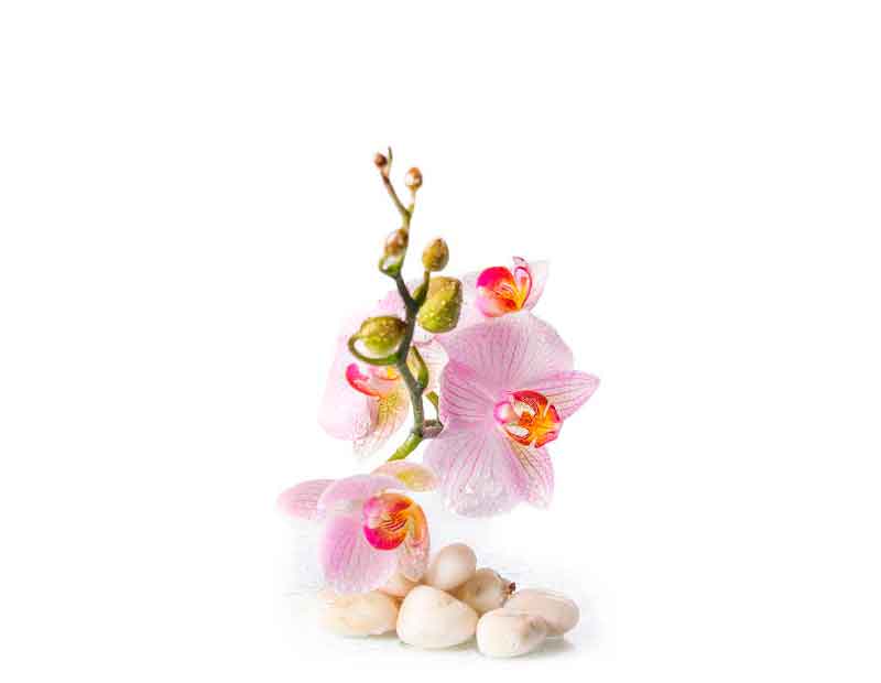 Elegante rosa Orchidee mit Steinarrangement Nahaufnahme einer rosa Orchideenblüte mit zarten Blütenblättern, umgeben von hellen Steinen auf weißem Hintergrund.