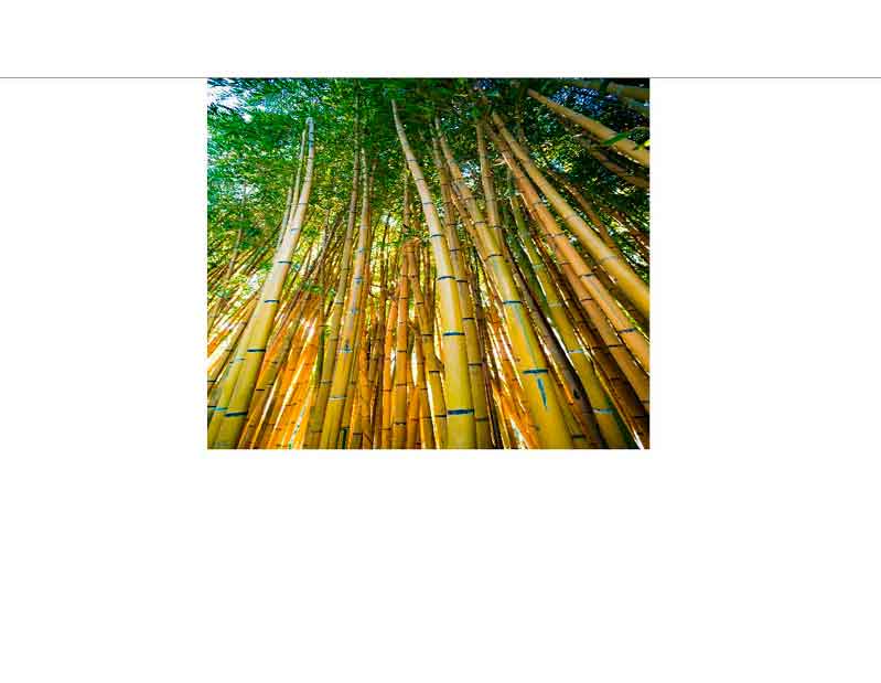 Ein dichter Bambus-Wald mit hohen, aufragenden Stämmen, die sich in den Himmel erstrecken