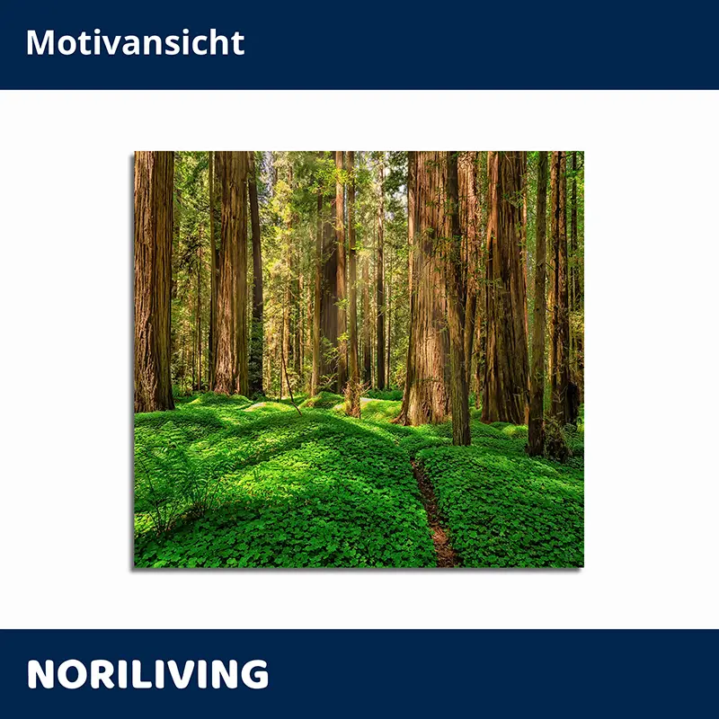 Waldlandschaft mit hohen Bäumen und grünem Pflanzenboden