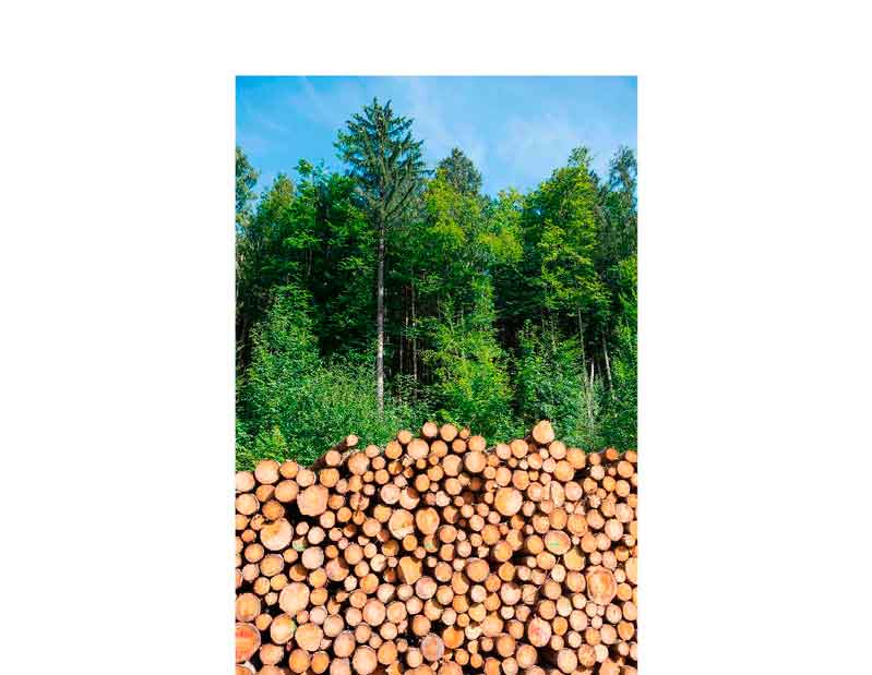 Großer Stapel Holzstämme vor einem dichten, grünen Wald und blauem Himmel