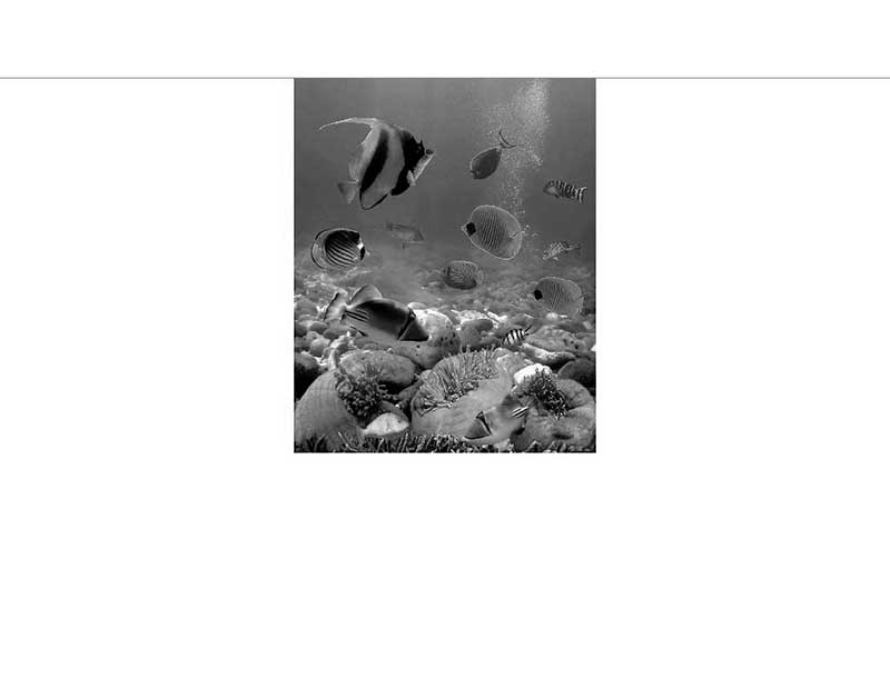 Schwarz-Weiß-Bild von Fischen, die über einem Korallenriff schwimmen