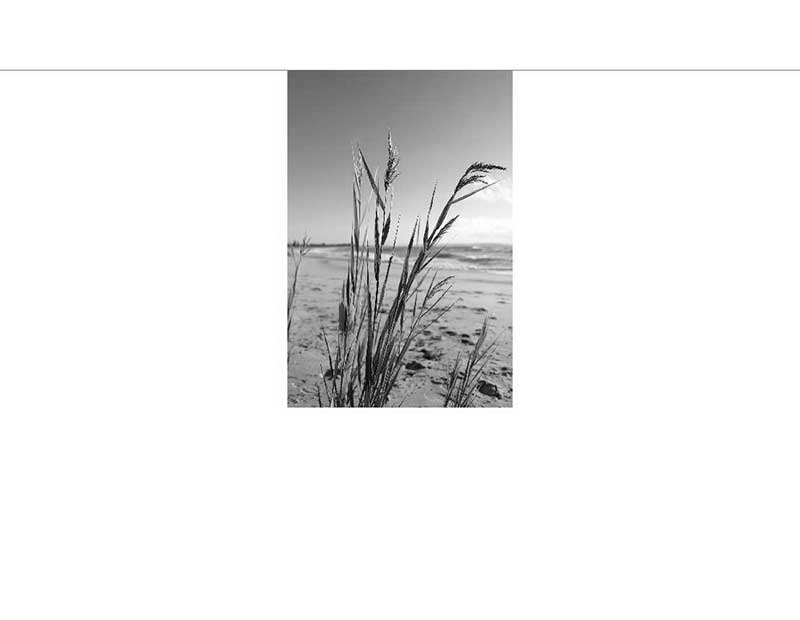 Strand mit Dünenpflanzen im Vordergrund Schwarz-weiß-Foto von einem Strand mit Dünenpflanzen im Vordergrund und Meer im Hintergrund