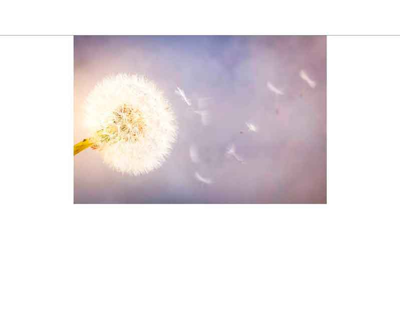 Nahaufnahme einer Löwenzahnblume, deren Samen sanft vom Wind weggetragen werden, vor einem sanften Himmelshintergrund