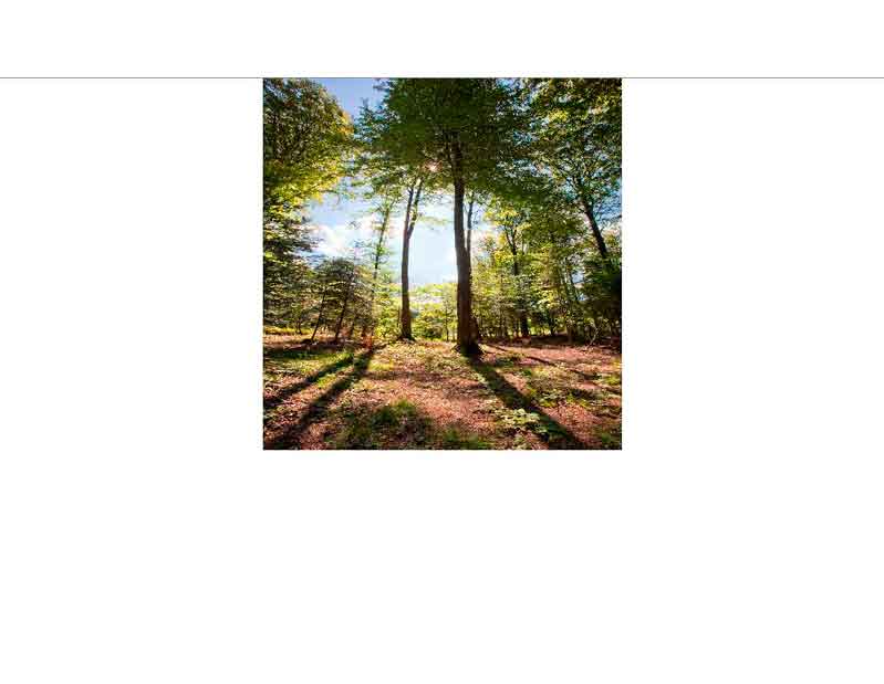 Sonnendurchfluteter Wald im Frühling Sonnenstrahlen durchdringen die Bäume eines grünen Waldes