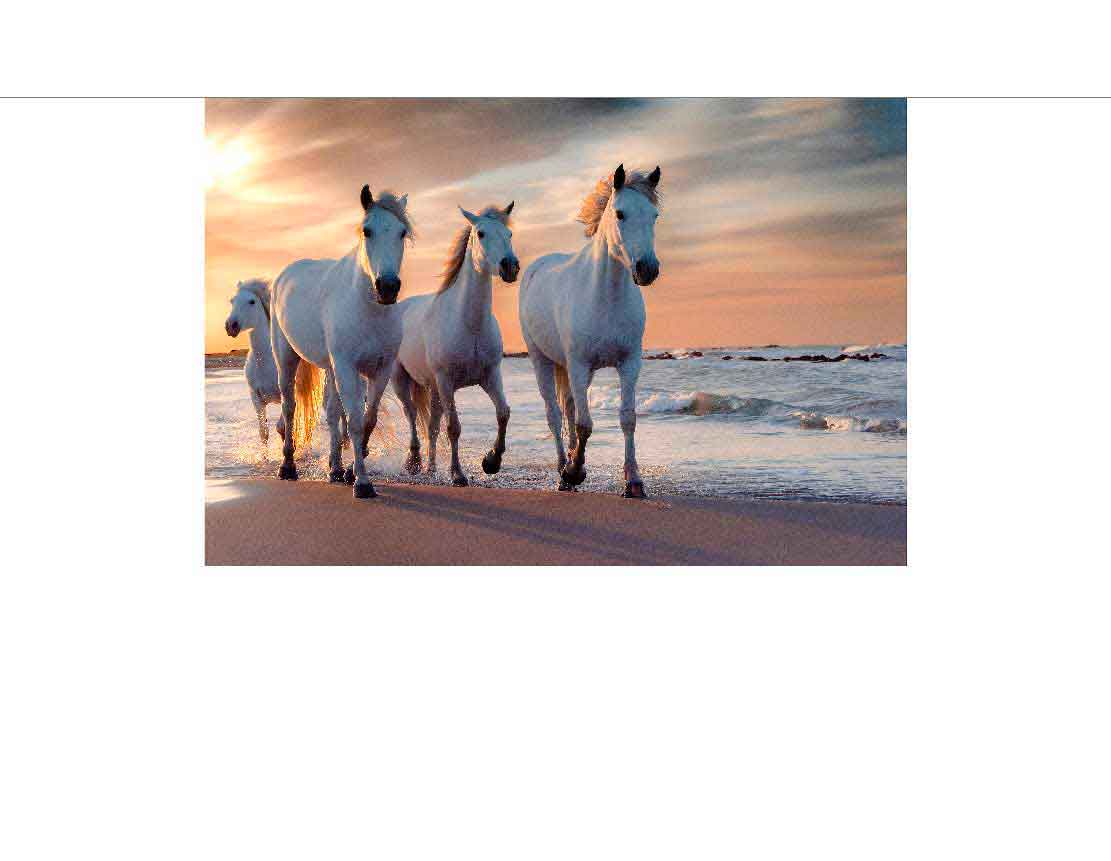 Weiße Pferde am Strand im Sonnenuntergang Eine Gruppe weißer Pferde läuft bei Sonnenuntergang am Strand entlang