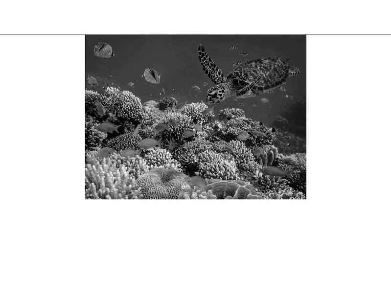 Schwarz-Weiß-Foto einer Meeresschildkröte, die über einem lebhaften Korallenriff schwimmt, umgeben von Fischen