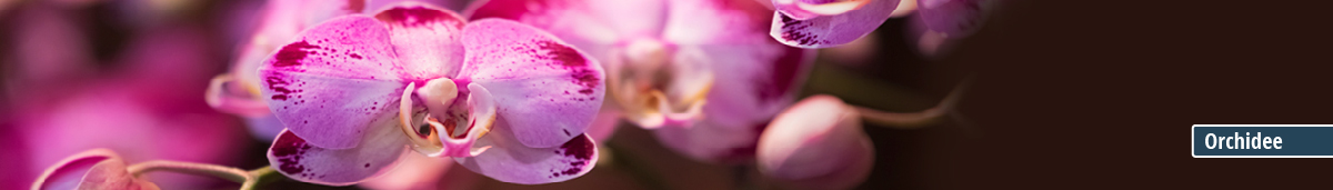 Nahaufnahme einer pinken Orchidee mit zarten Blütenblättern Nahaufnahme einer pinken Orchidee mit zarten Blütenblättern auf unscharfem Hintergrund