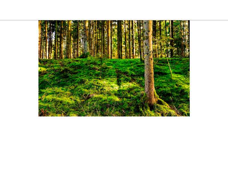 Sonnendurchfluteter Waldboden mit grünem Moosteppich Lichtdurchfluteter Wald mit moosbewachsenem Boden und hohen Bäumen