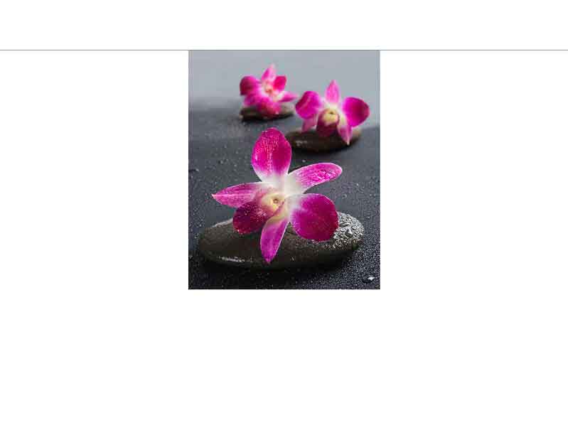 Drei rosa Orchideenblüten auf glatten Steinen in einer harmonischen Wellness-Darstellung