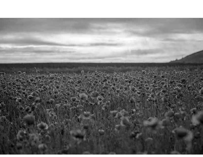 Ein weites Feld von Mohnblumen in Schwarz-Weiß, mit einem dramatischen bewölkten Himmel im Hintergrund