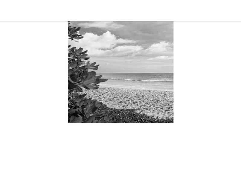 Ruhiger Strand mit Pflanzen im Vordergrund und Wolken am Himmel, in schwarz-weiß