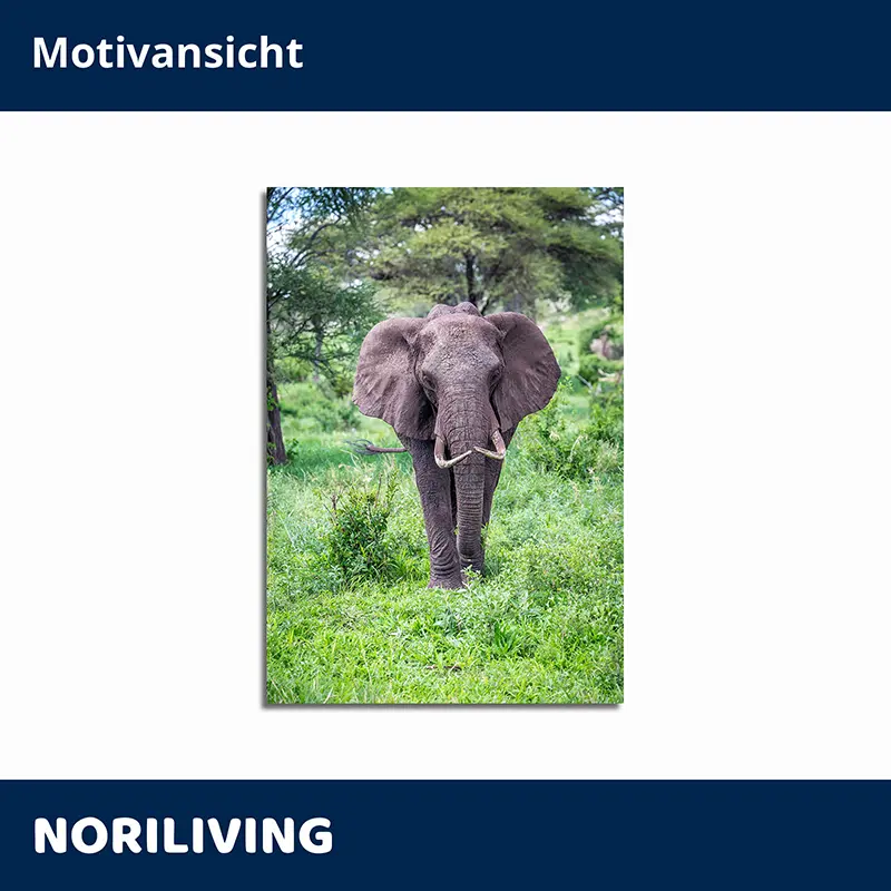 Elefant frontal im grünen Gras