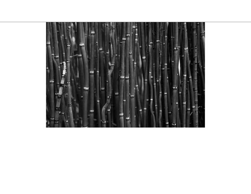 Dicht gewachsene Bambusstämme in Schwarz-Weiß
