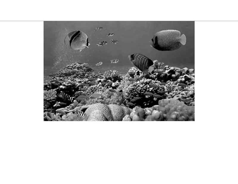 Unterwasserbild mit verschiedenen tropischen Fischen und einem blühenden Korallenriff