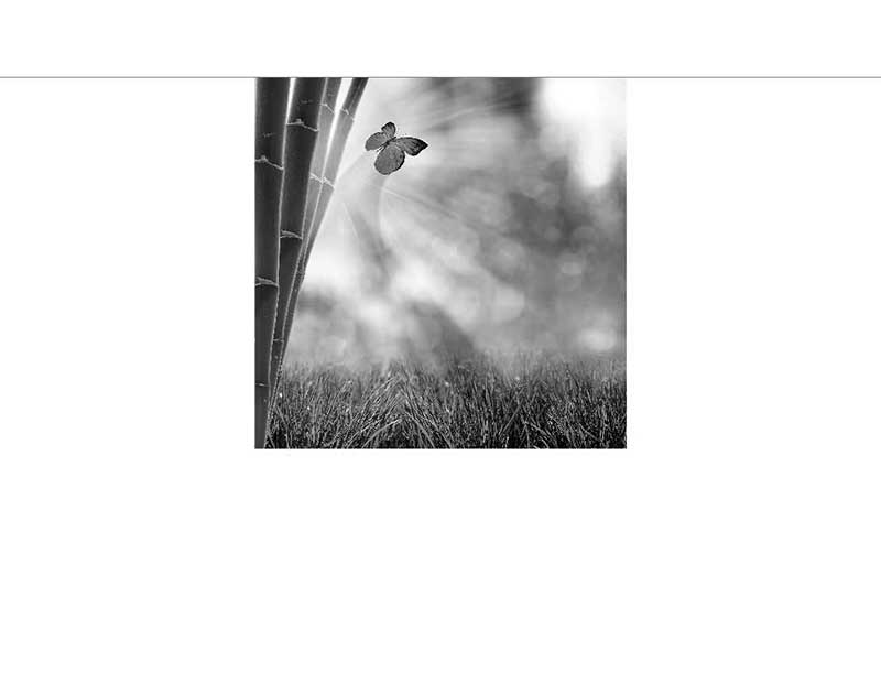 Ein Schmetterling fliegt über einer Grasfläche neben dichten, vertikalen Bambusstämmen, in Schwarz-Weiß aufgenommen.