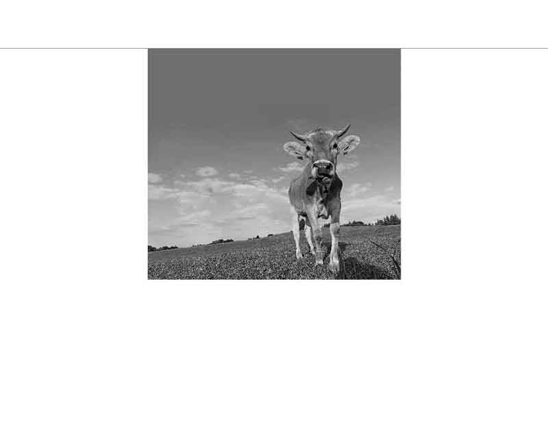 Nahaufnahme einer Kuh auf einer Wiese Kuh auf einer grünen Wiese unter blauem Himmel mit Wolken