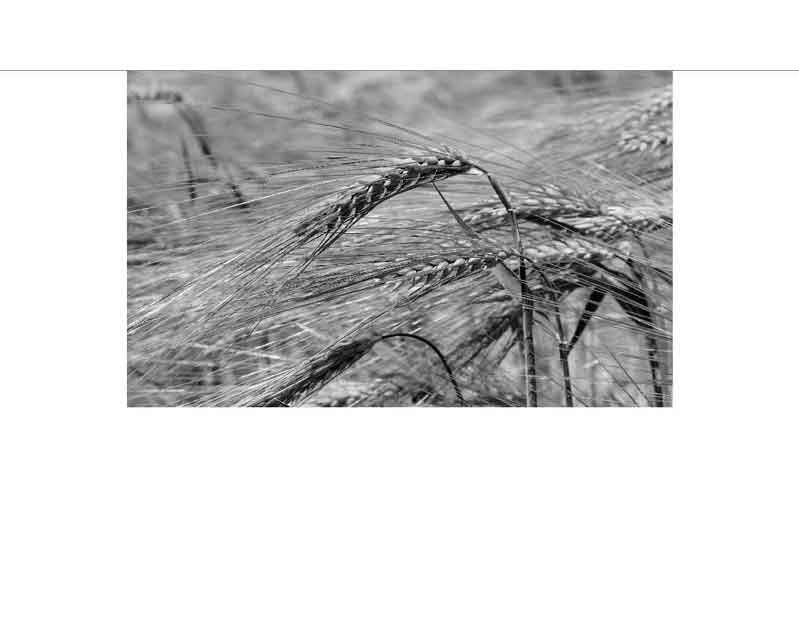 Schwarzweißfoto von Getreideähren in einem Feld, die sich im Wind wiegen