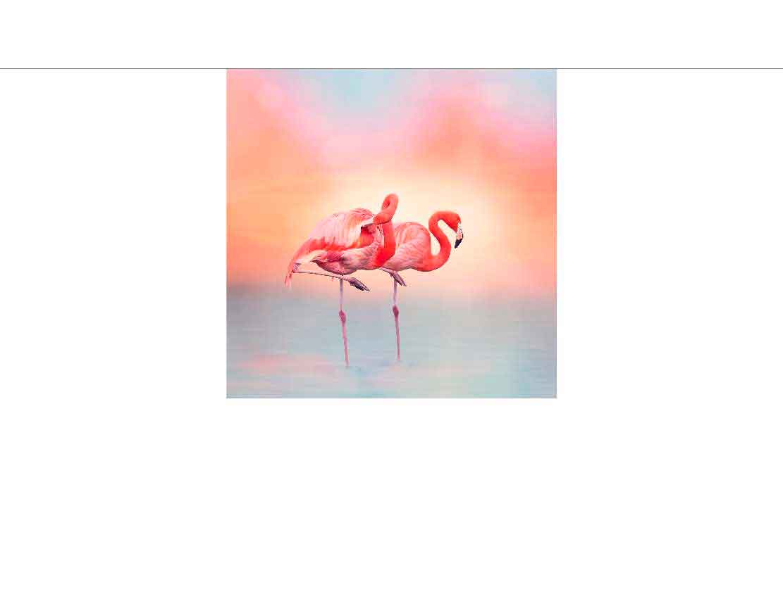 Zwei Flamingos stehen im Wasser vor farbenfrohem Himmel Zwei Flamingos im Wasser bei Sonnenuntergang mit buntem Himmel
