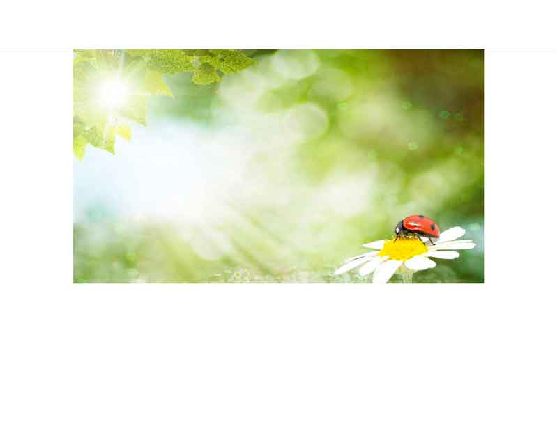 Ein Marienkäfer sitzt auf einer Gänseblümchenblüte, umgeben von grünem, verschwommenem Hintergrund und Sonnenstrahlen.