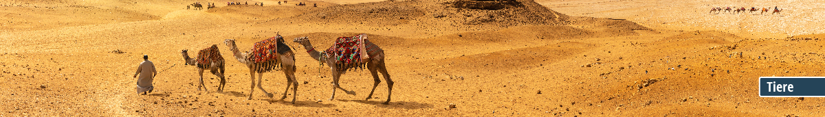 Wüstenlandschaft mit Kamelkarawane Ein Mann führt eine Kamelkarawane durch die Wüste, unter blauem Himmel.