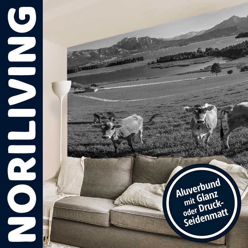 Fototapete mit Kühen in Aluverbund mit Glanz oder Druck-Seidenmatt Schwarz-weiß Fototapete mit Kühen auf einer Wiese vor einer Berglandschaft, beworbenes Produkt bei NORILIVING