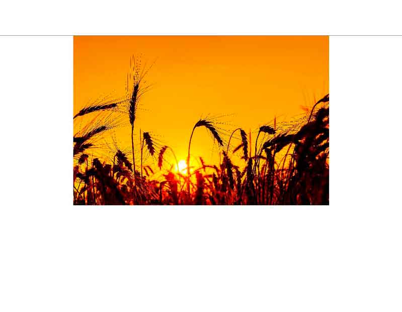 Weizenfeld im Abendrot mit untergehender Sonne im Hintergrund