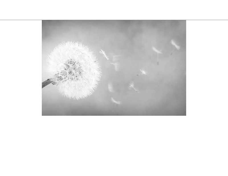 Schwarz-weiß Bild einer Pusteblume mit fliegenden Samen