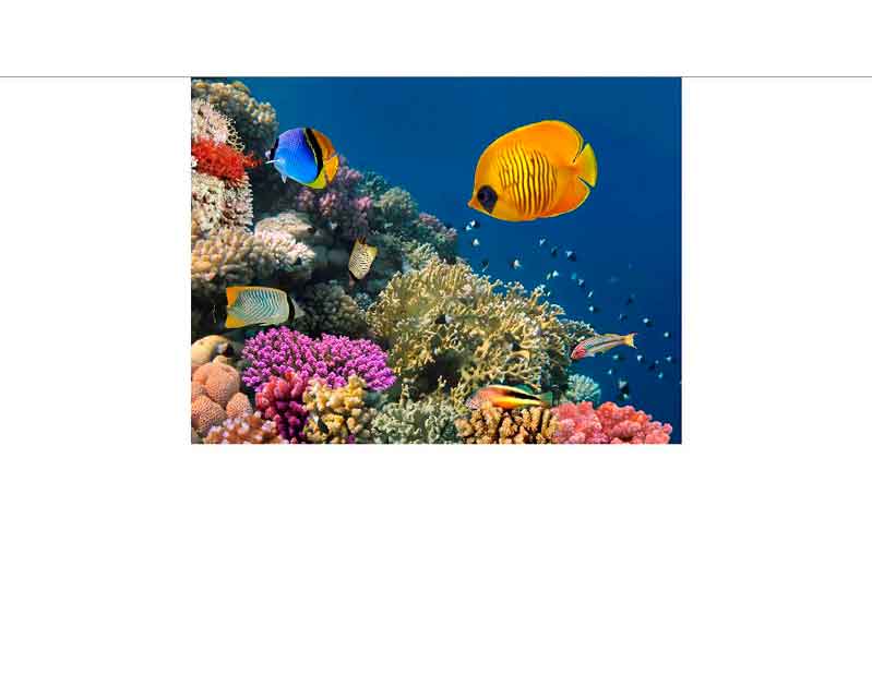 Verschiedene tropische Fische schwimmen über einem lebhaften Korallenriff im klaren blauen Ozean.