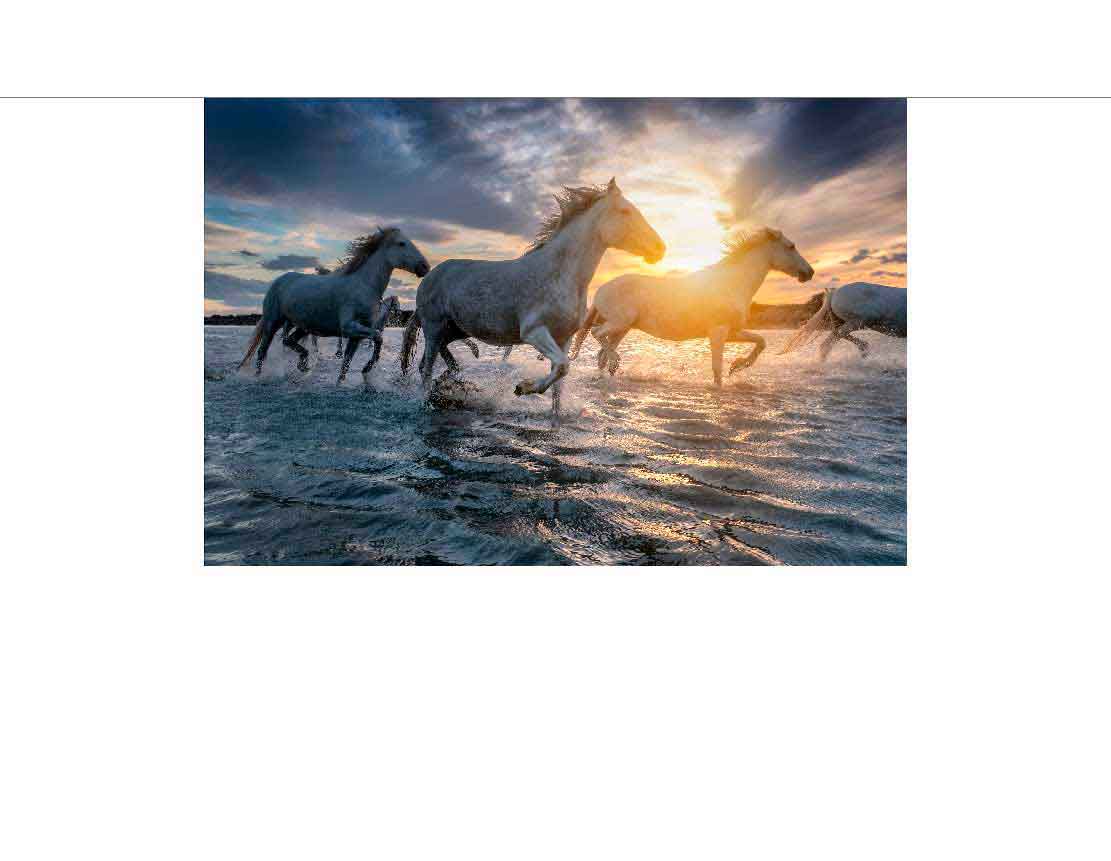 Weiße Pferde galoppieren im Wasser bei Sonnenuntergang Gruppe weißer Pferde läuft durch das Wasser im Sonnenuntergang