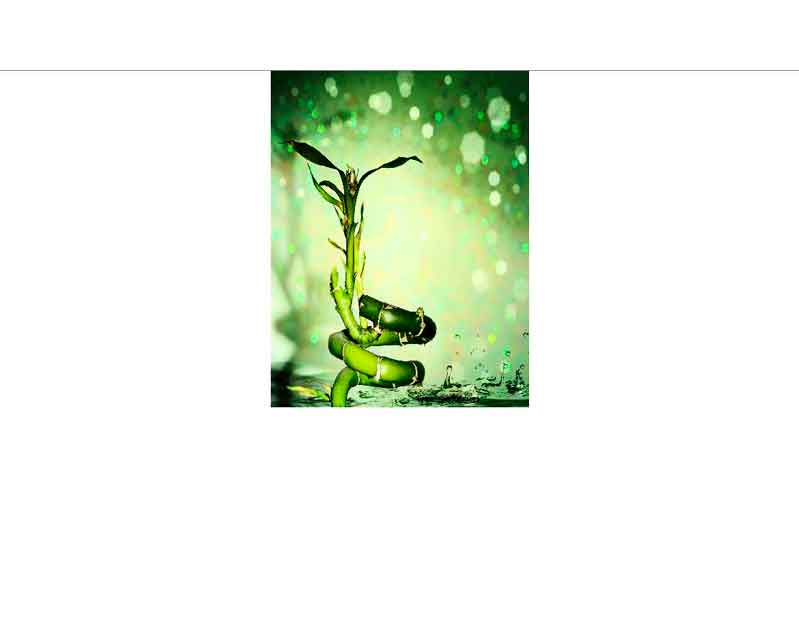 Nahaufnahme eines spiralförmigen grünen Glücksbambus, der in einem Wasserbett steht und von einem hellen Bokeh-Hintergrund umgeben ist.