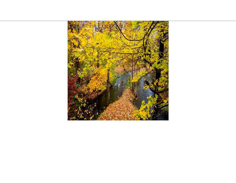 Ein Fluss fließt durch einen herbstlichen Wald, umgeben von gelben und orangefarbenen Blättern.