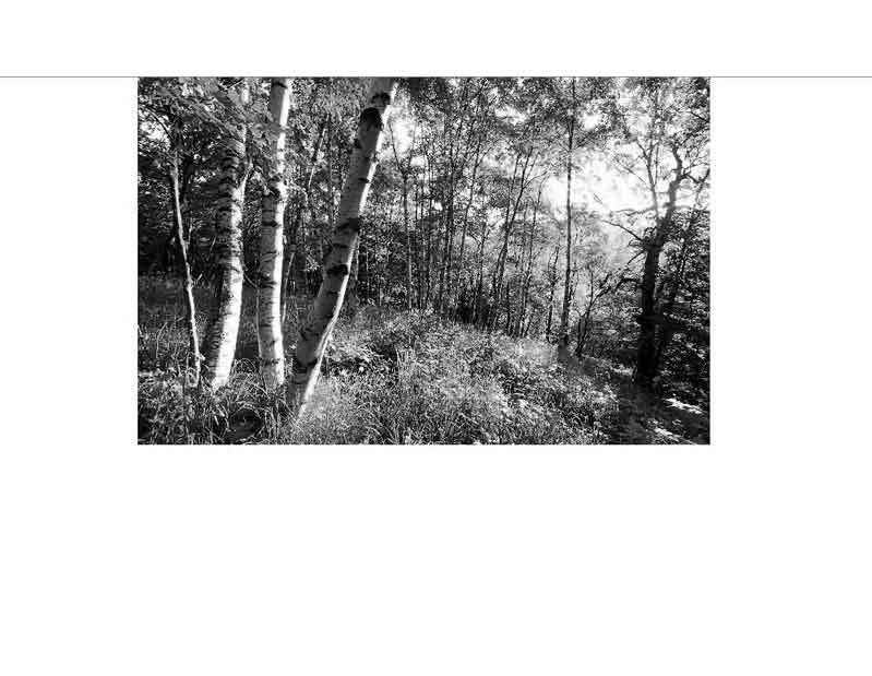 Schwarzweiß-Aufnahme eines Waldes mit Birken und Sonnenlicht