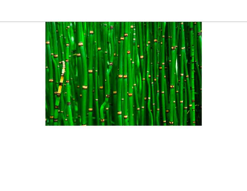 Nahaufnahme von dicht aneinander stehenden grünen Bambusstangen