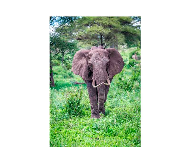 Großer Elefant in grüner Landschaft Ein einzelner Elefant steht in einer grünen, bewaldeten Landschaft und schaut direkt in die Kamera.